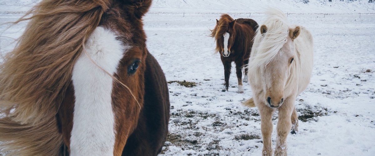 Horses looking mysterious in the snow
